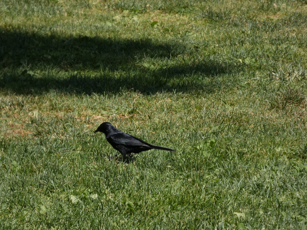 Austral Blackbird - ML646408195