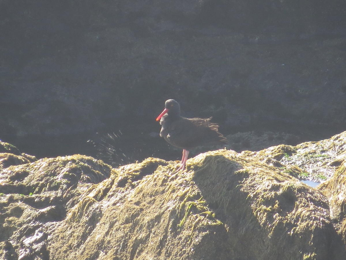 Black Oystercatcher - ML646408196