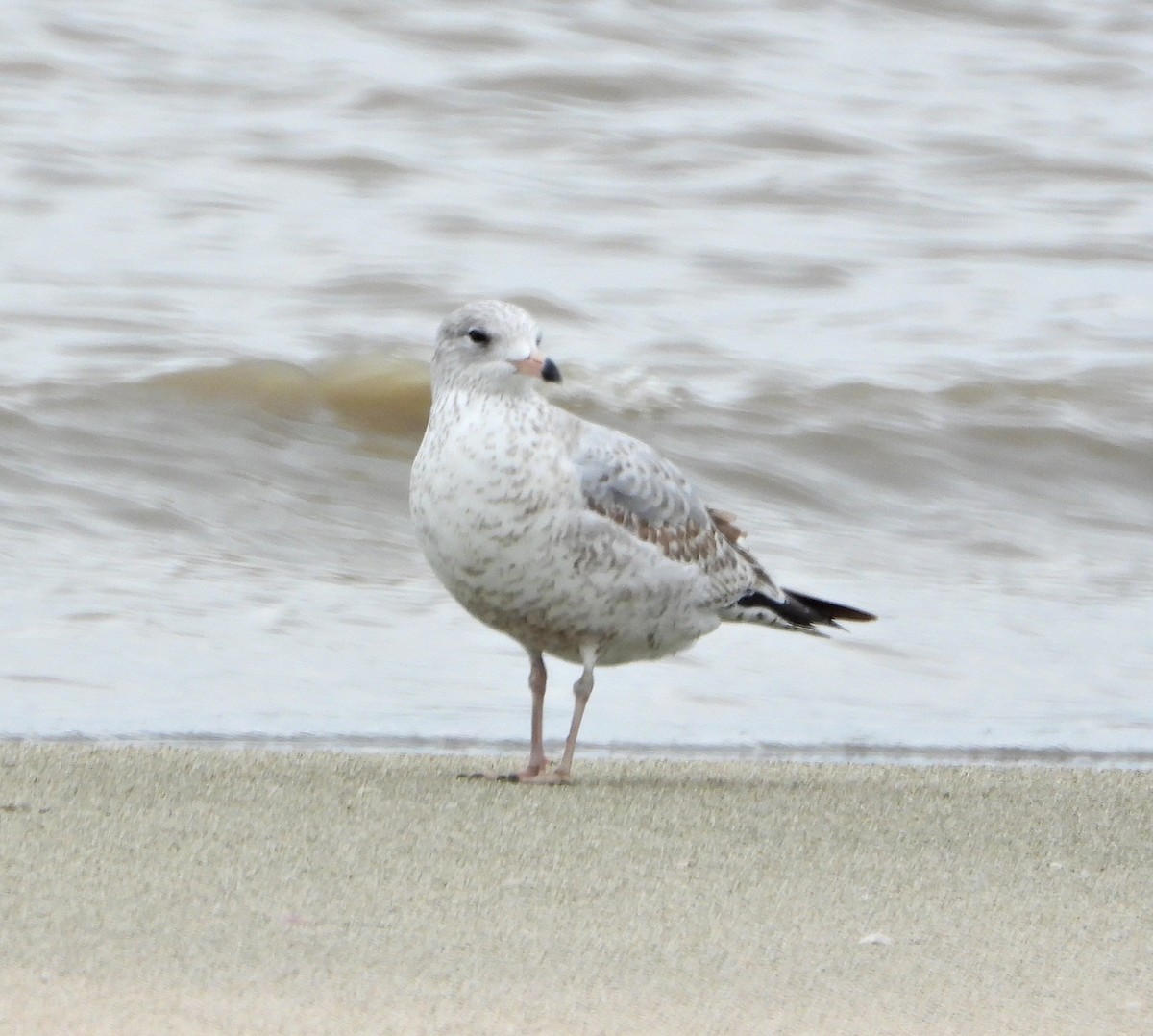 Ring-billed Gull - ML646408197