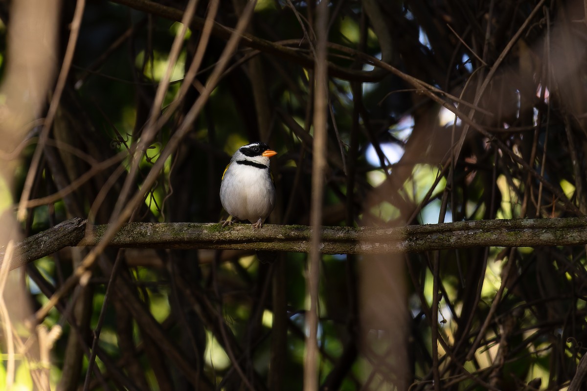 Saffron-billed Sparrow - ML646408198