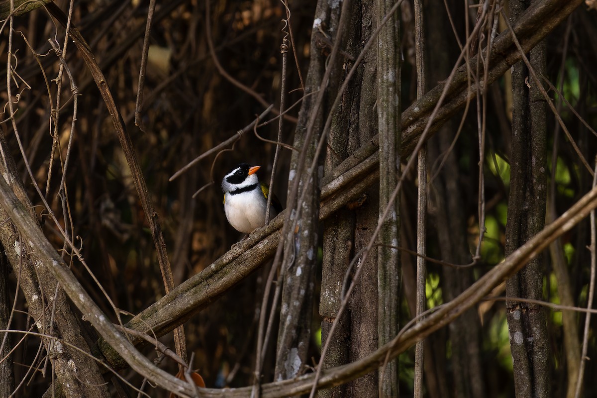 Saffron-billed Sparrow - ML646408199