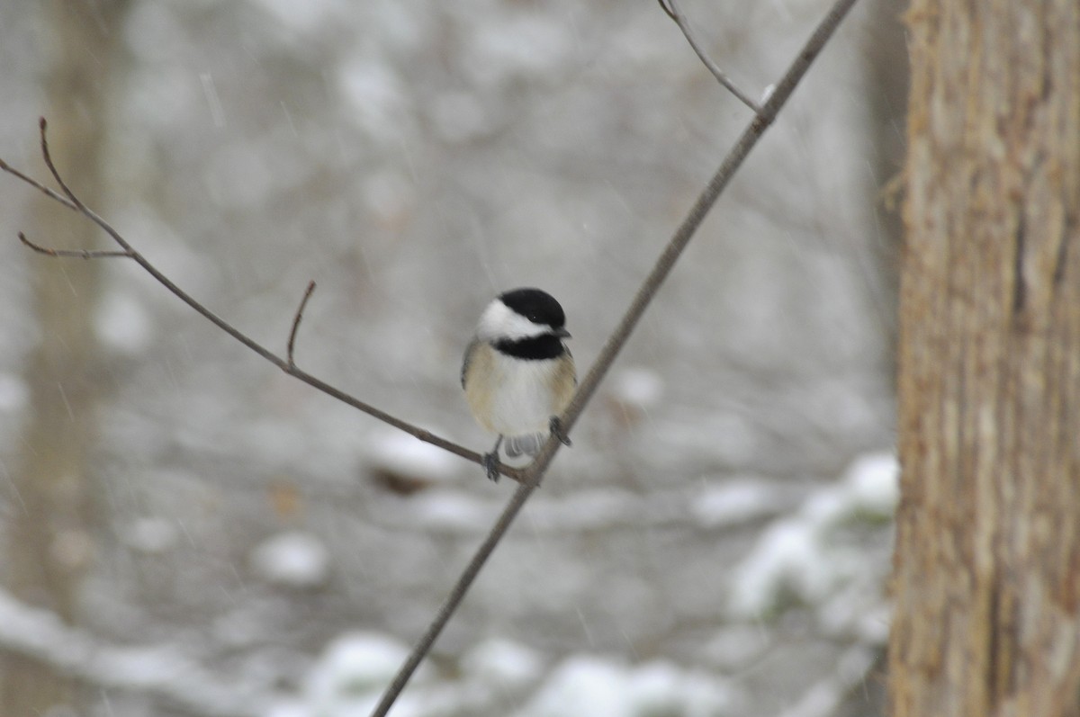 Carolina Chickadee - ML646408200