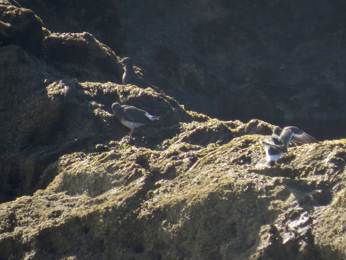 Surfbird - ML646408201