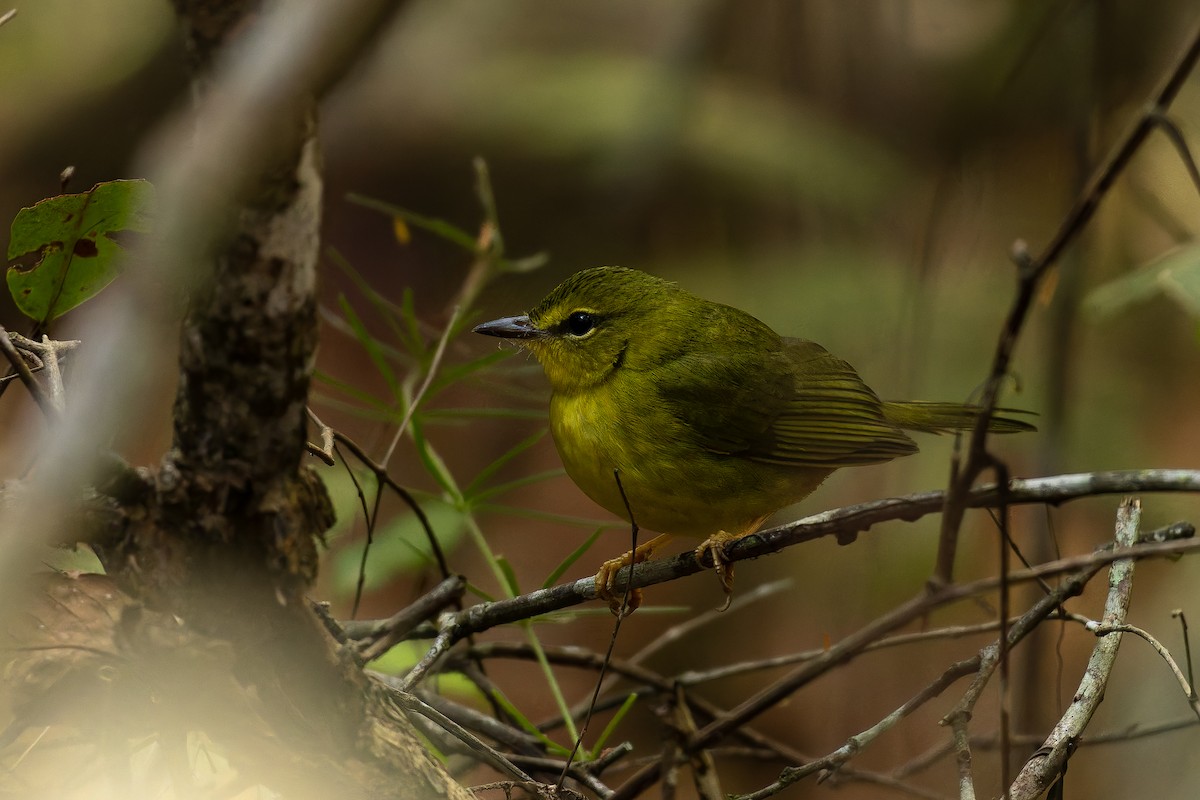 Flavescent Warbler - ML646408202