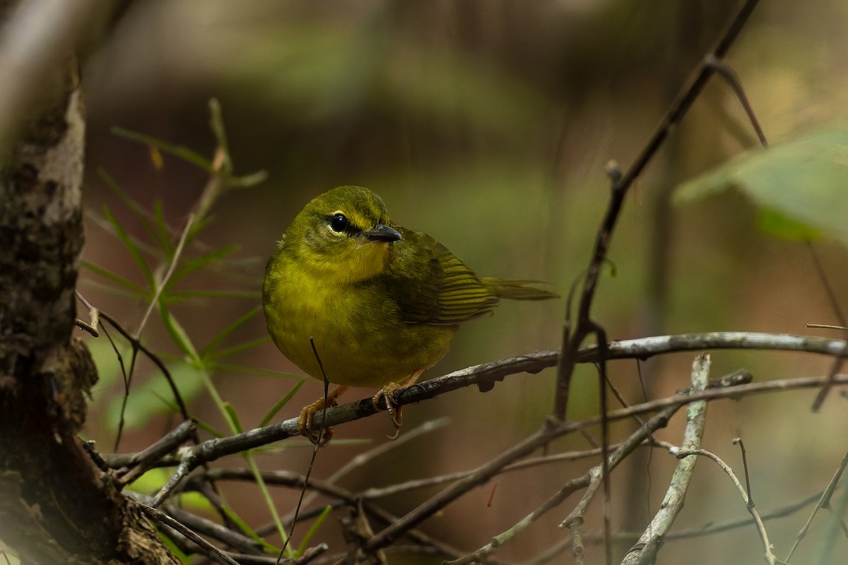 Flavescent Warbler - ML646408203