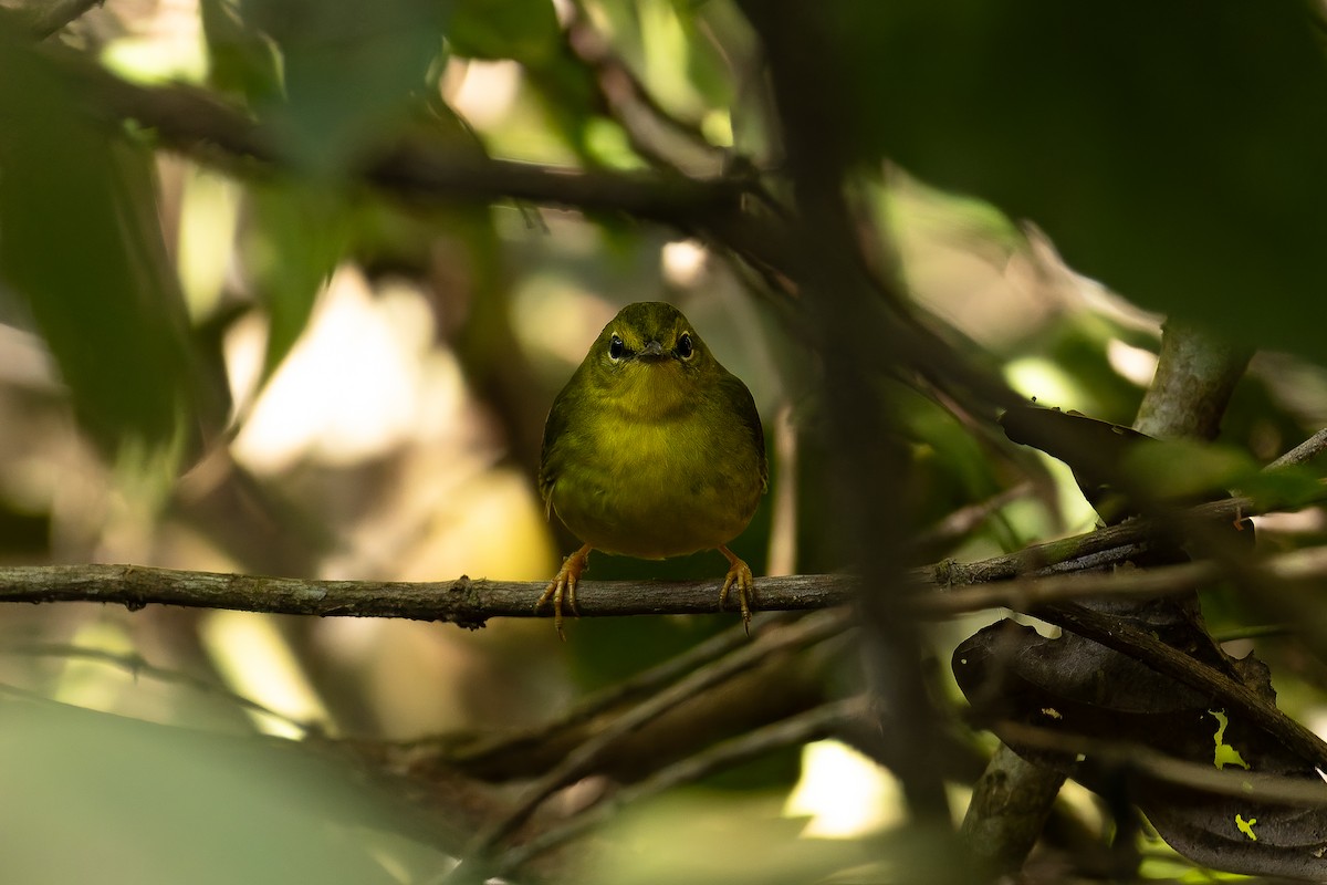 Flavescent Warbler - ML646408204