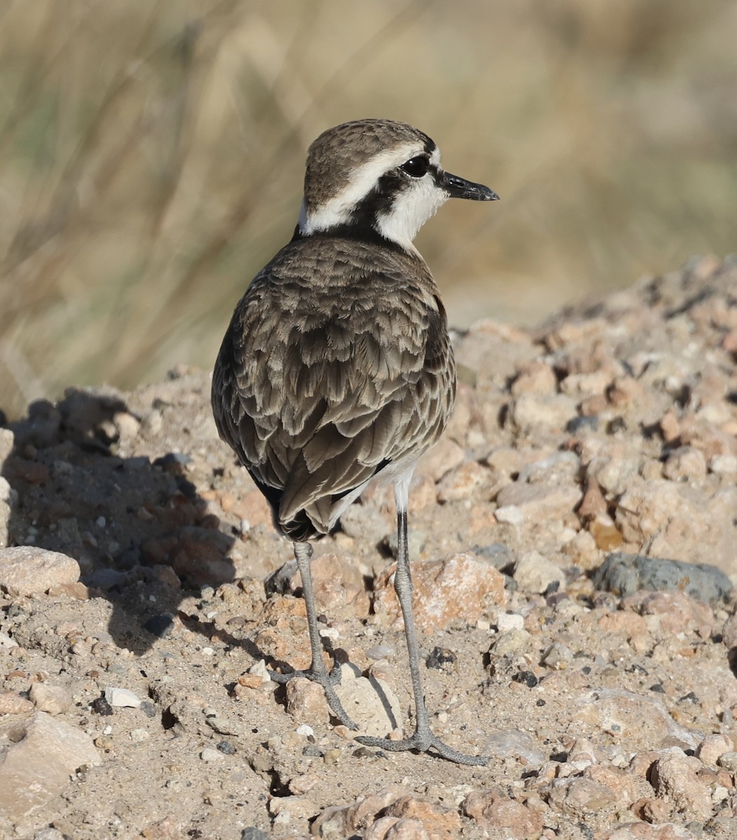 Kittlitz's Plover - ML646408206
