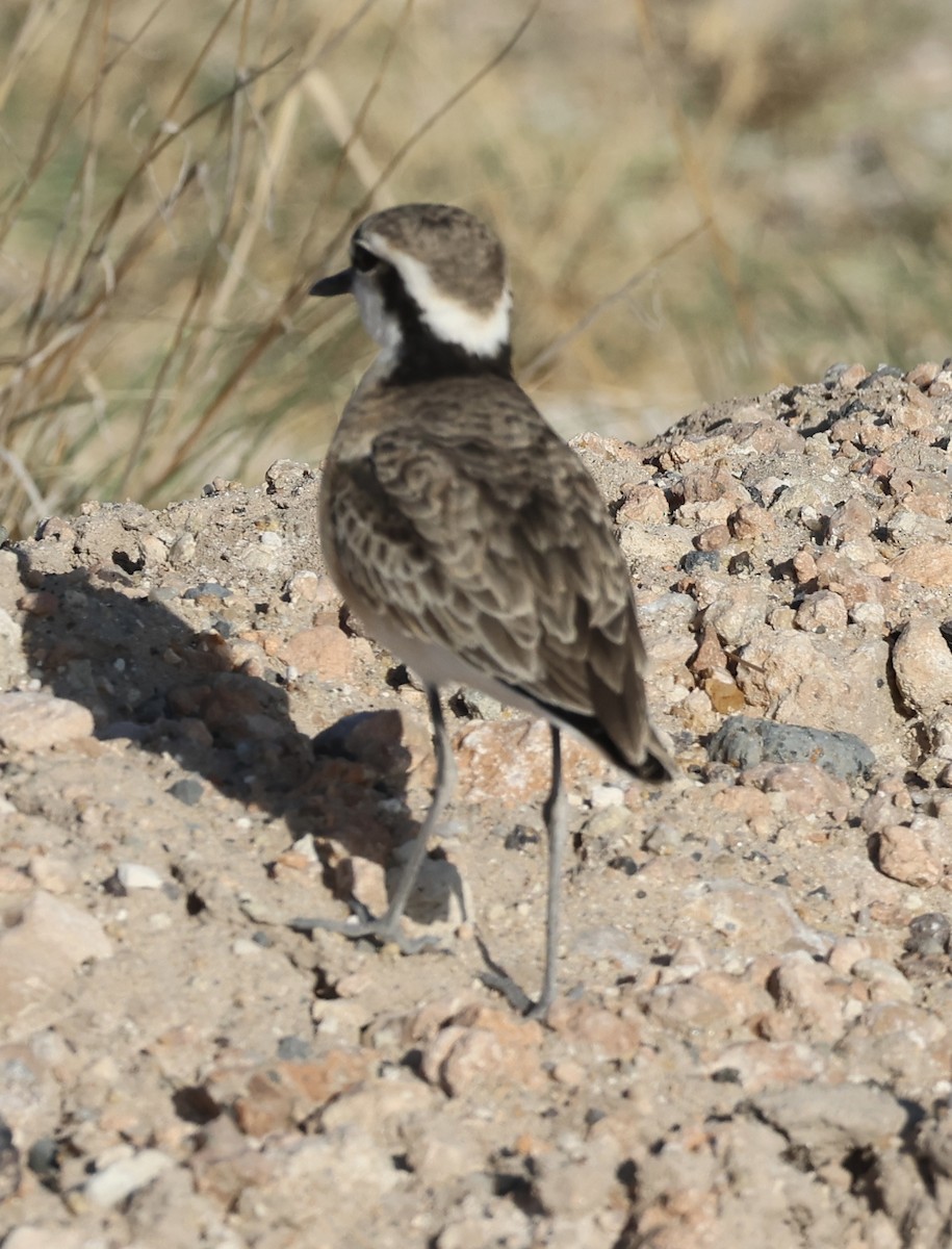Kittlitz's Plover - ML646408207