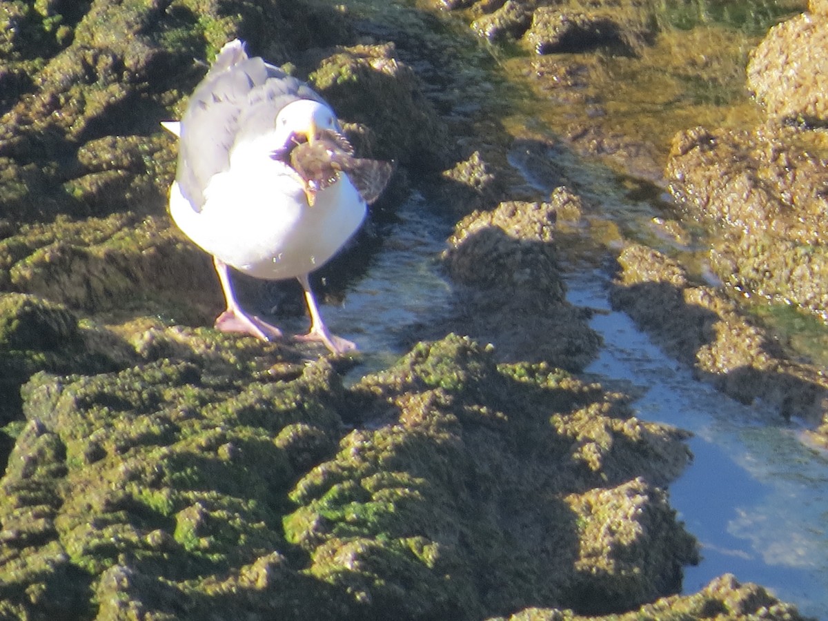 Western Gull - ML646408212
