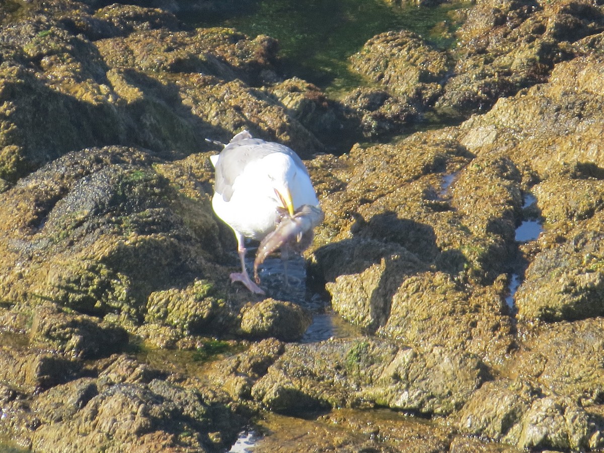 Western Gull - ML646408213