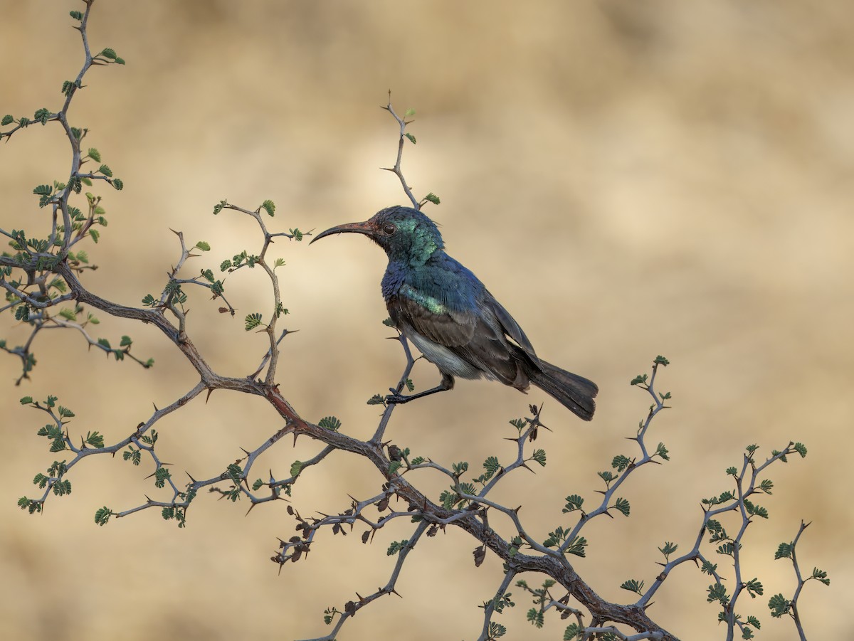 Souimanga Sunbird - ML646408214