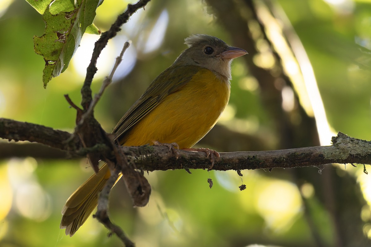 Gray-headed Tanager - ML646408216