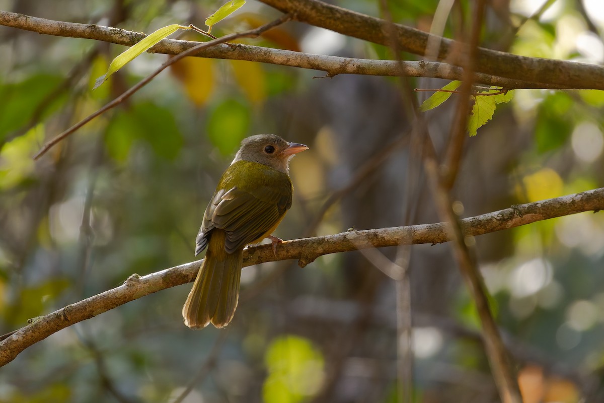 Gray-headed Tanager - ML646408217
