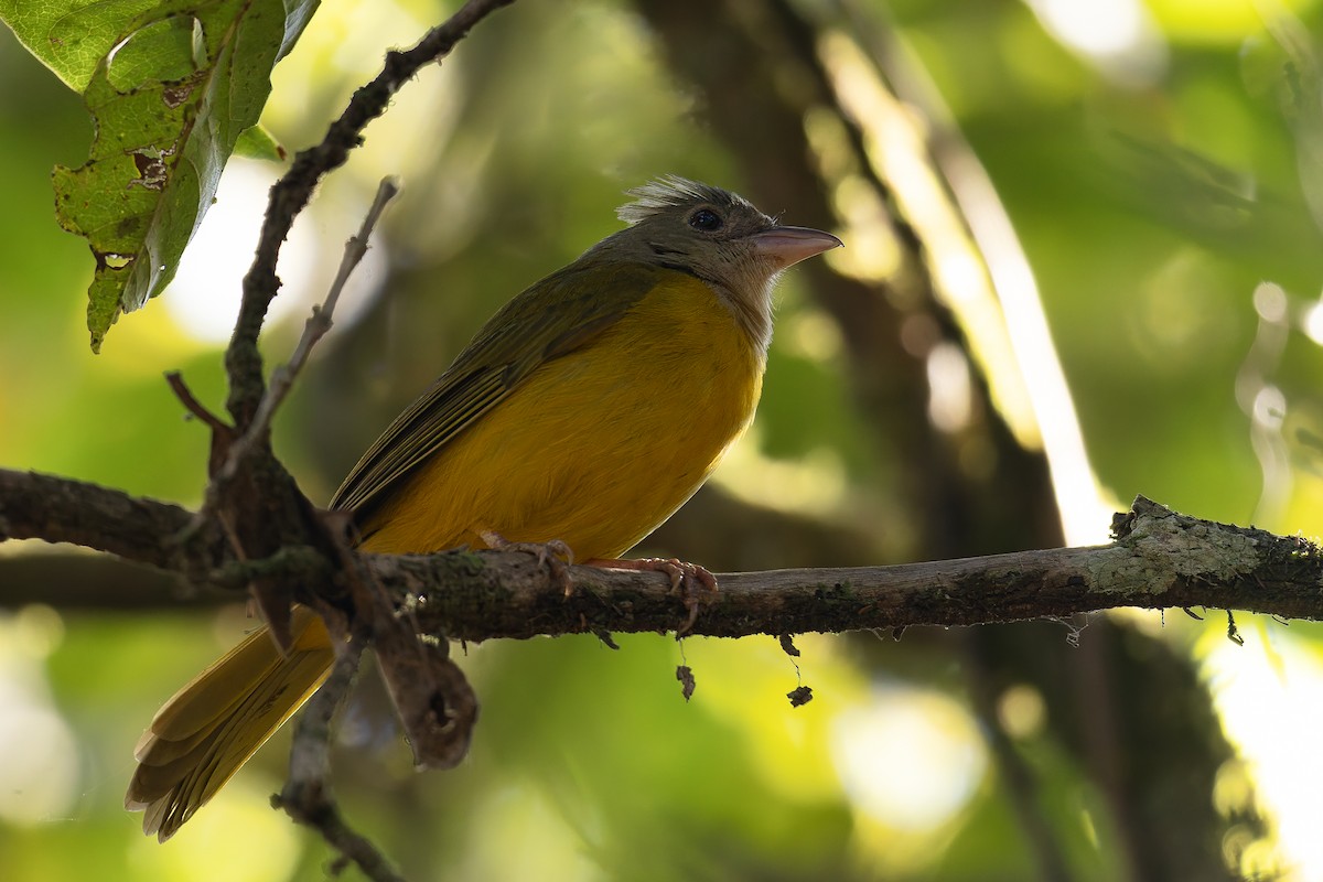 Gray-headed Tanager - ML646408218