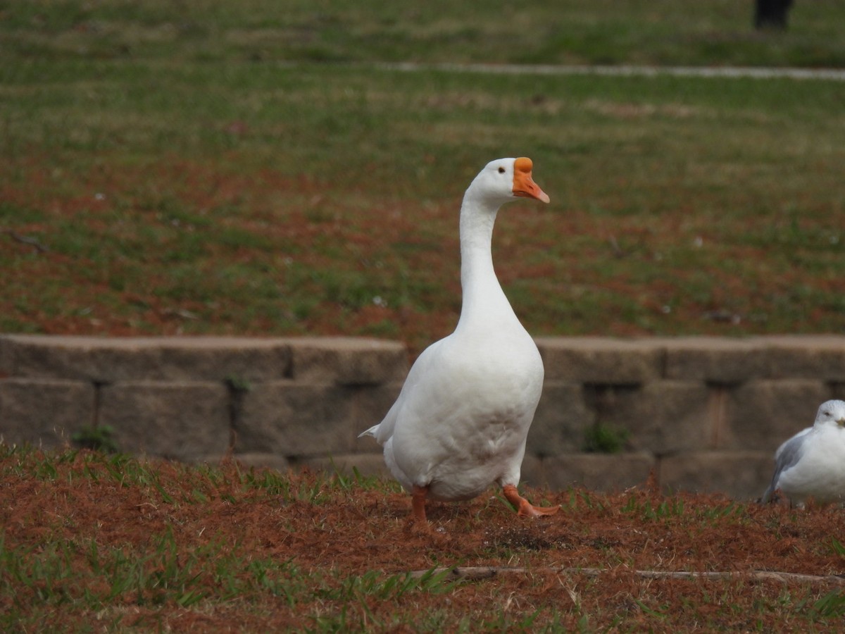 husa labutí (domestikovaná) - ML646408221