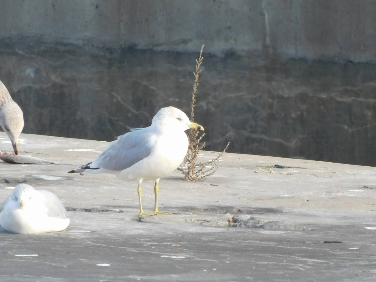 שחף עקוד-מקור - ML646408222