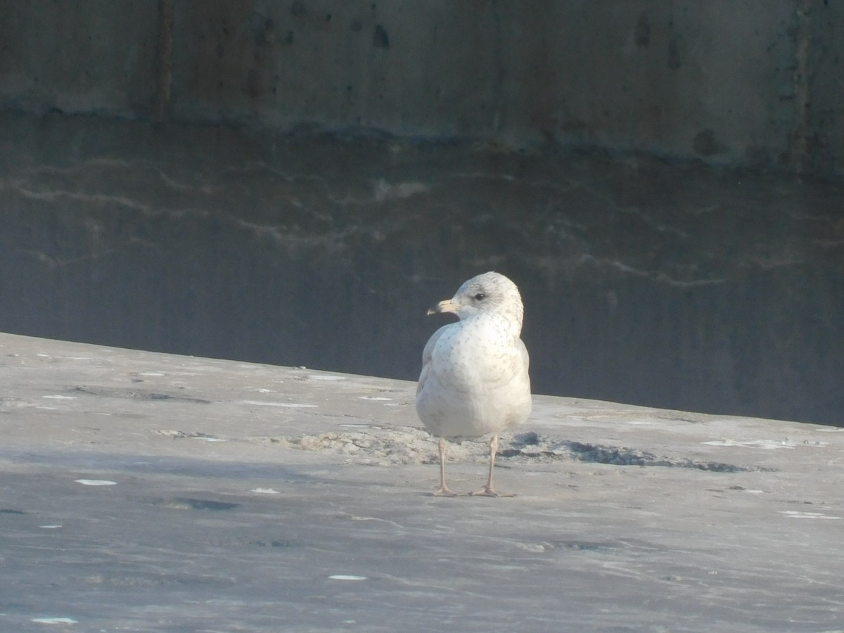 שחף עקוד-מקור - ML646408223