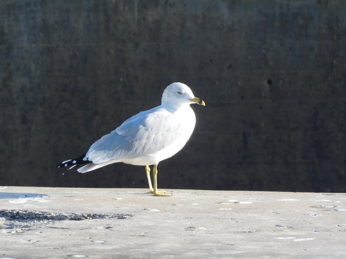 שחף עקוד-מקור - ML646408224