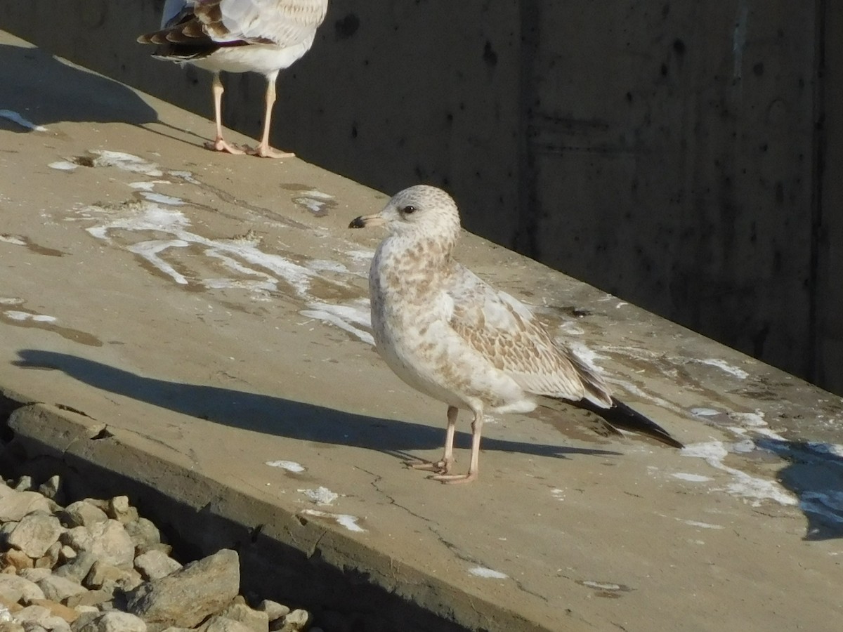 שחף עקוד-מקור - ML646408225