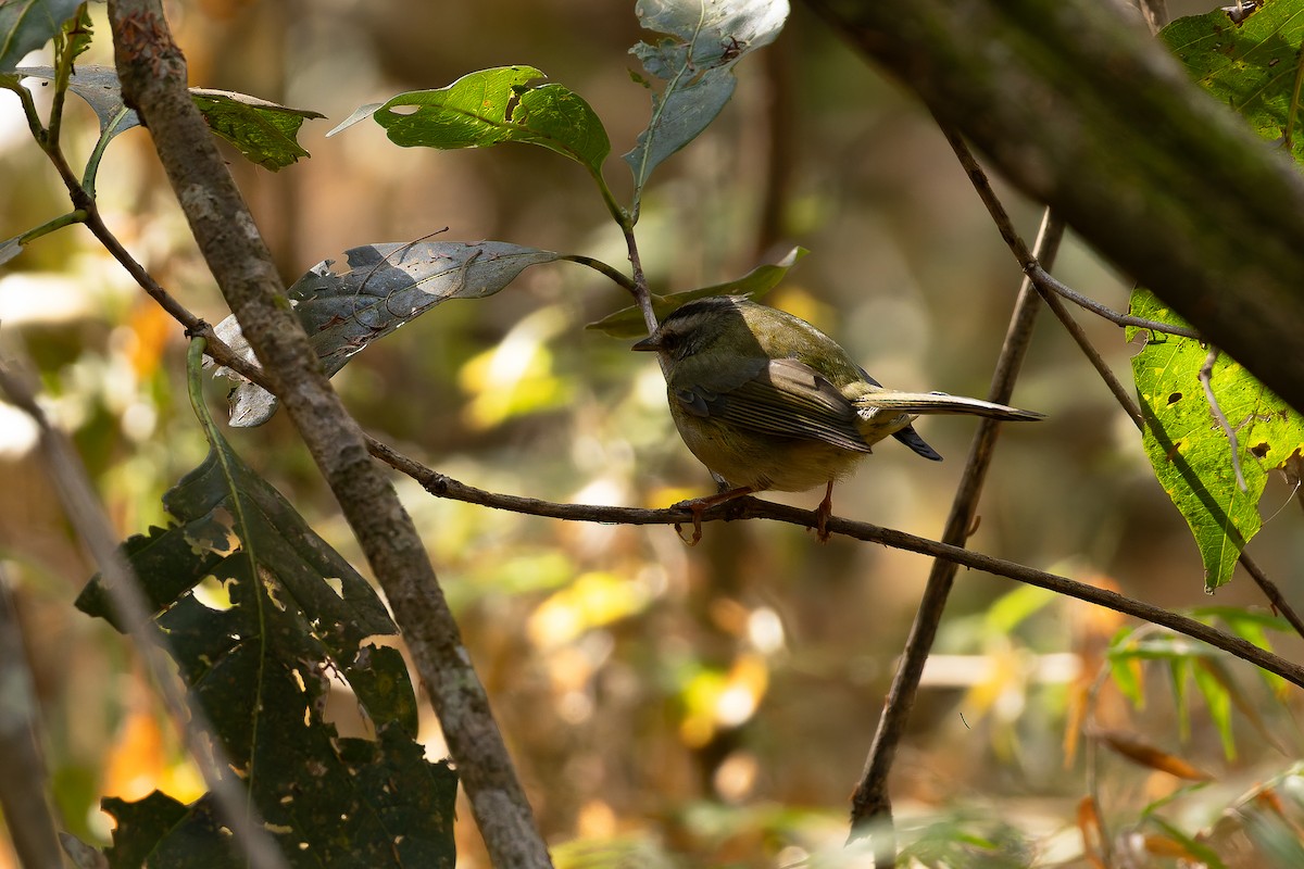 Golden-crowned Warbler - ML646408228