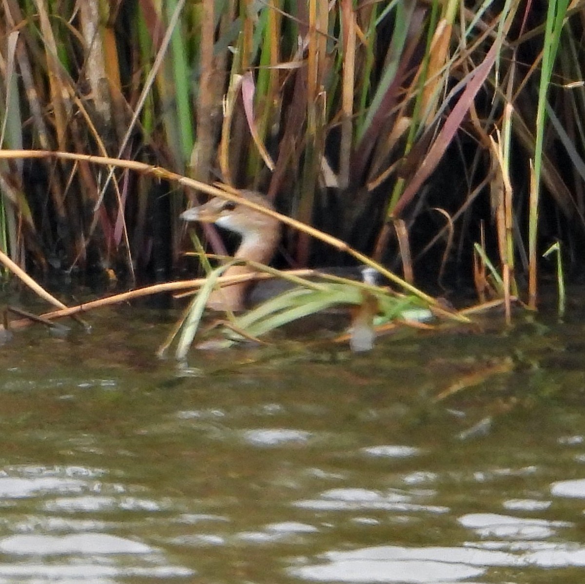 Pied-billed Grebe - ML646408230