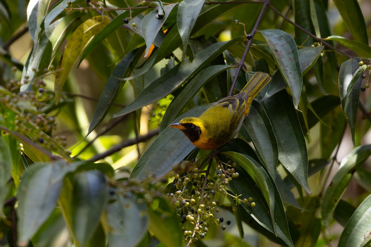 Guira Tanager - ML646408231