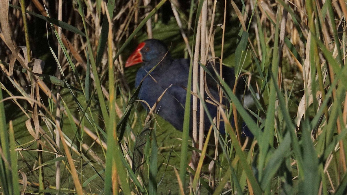 Western Swamphen - ML646408232