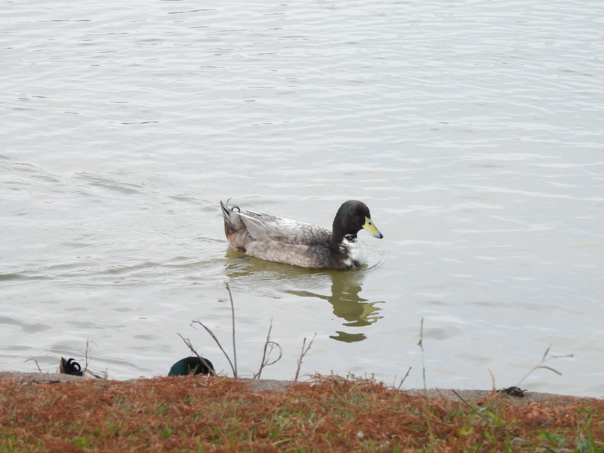 kachna domácí - ML646408234