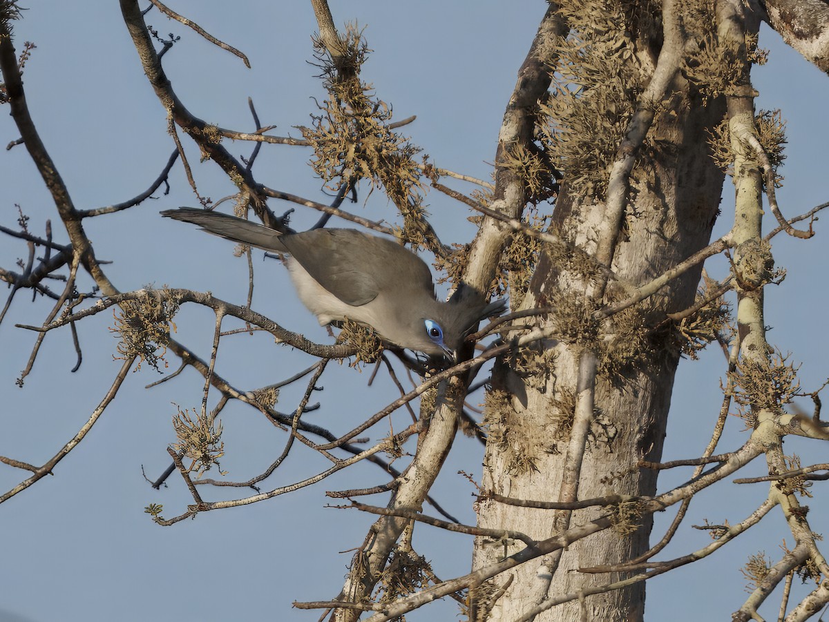 Verreaux's Coua - ML646408237