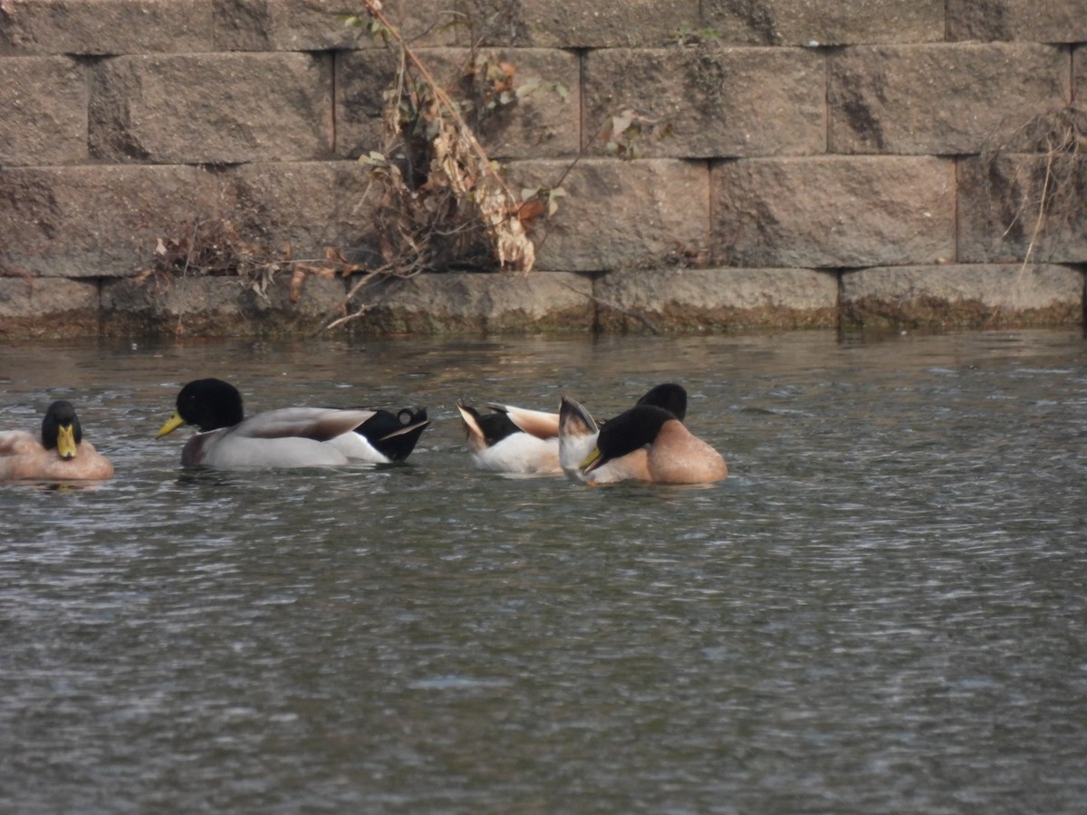 kachna domácí - ML646408238