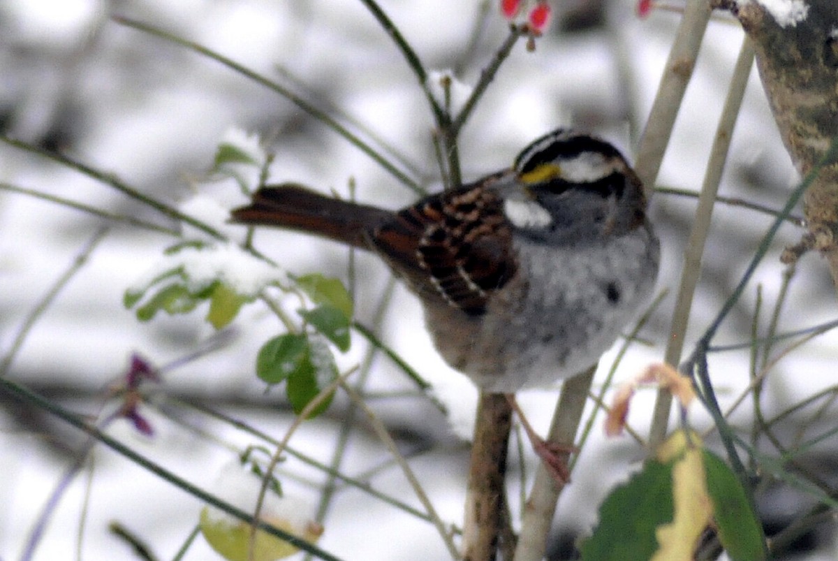 White-throated Sparrow - ML646408239