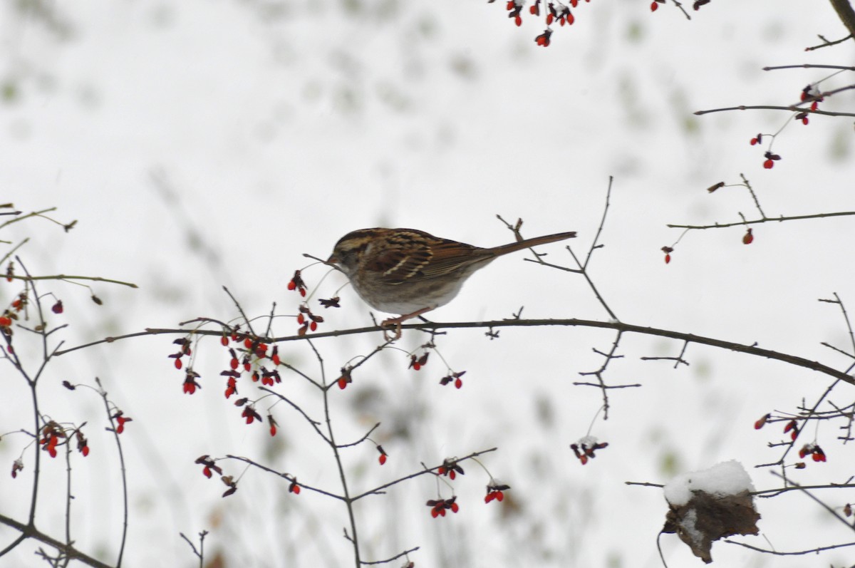 White-throated Sparrow - ML646408240