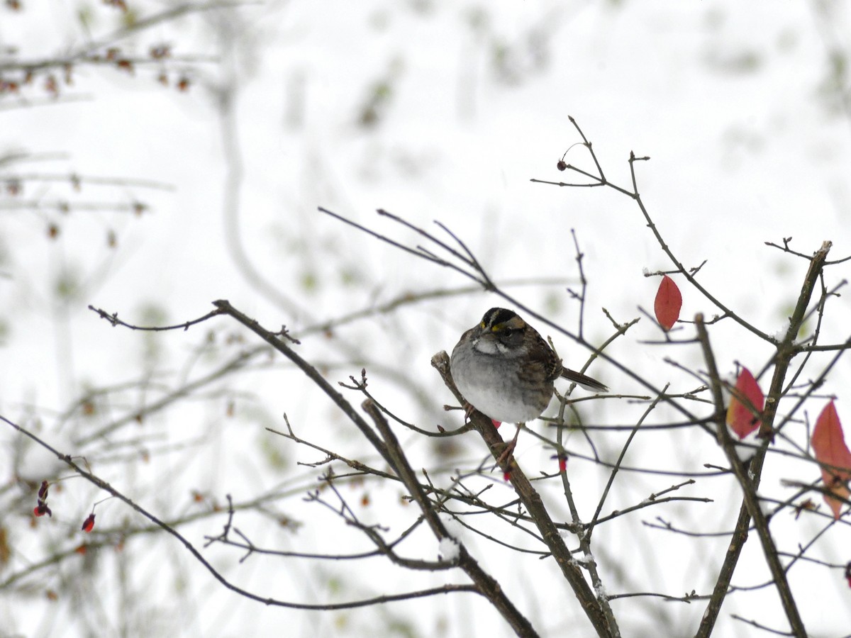 White-throated Sparrow - ML646408241