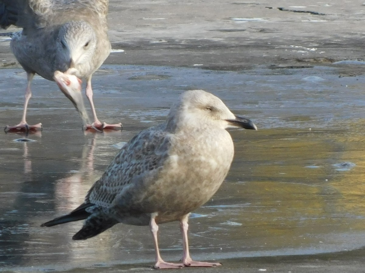 American Herring Gull - ML646408242