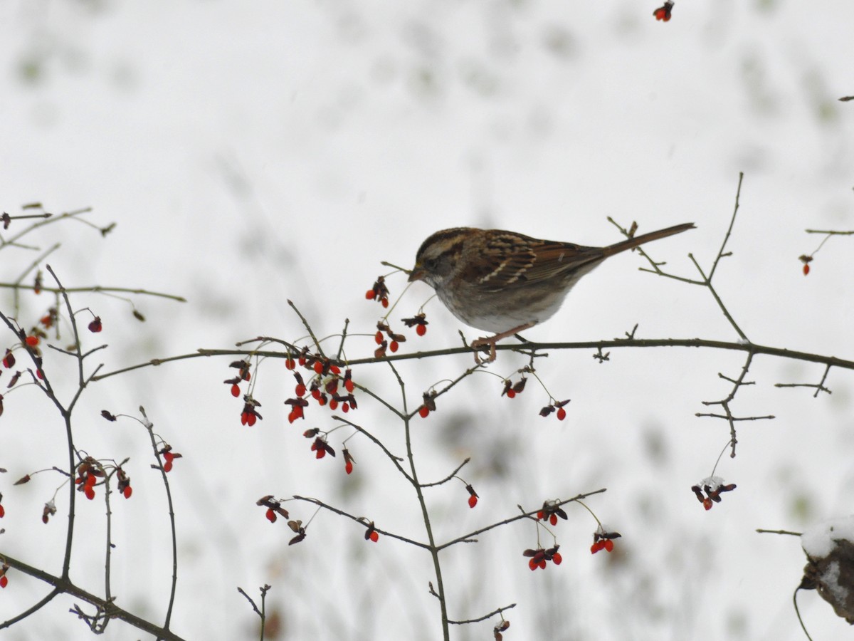 White-throated Sparrow - ML646408243