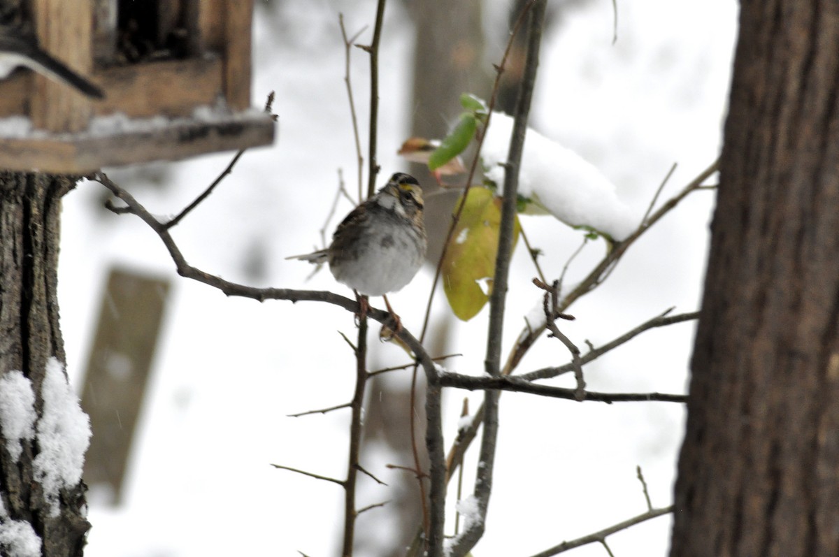 White-throated Sparrow - ML646408244