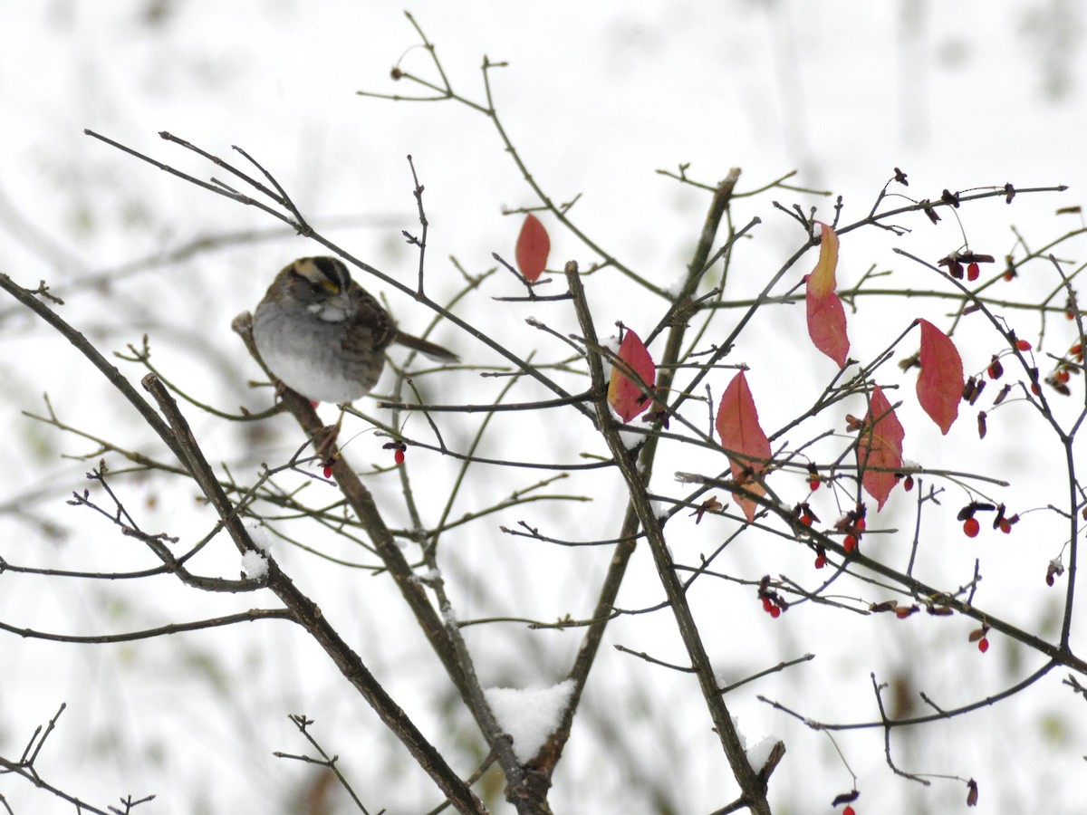 White-throated Sparrow - ML646408246