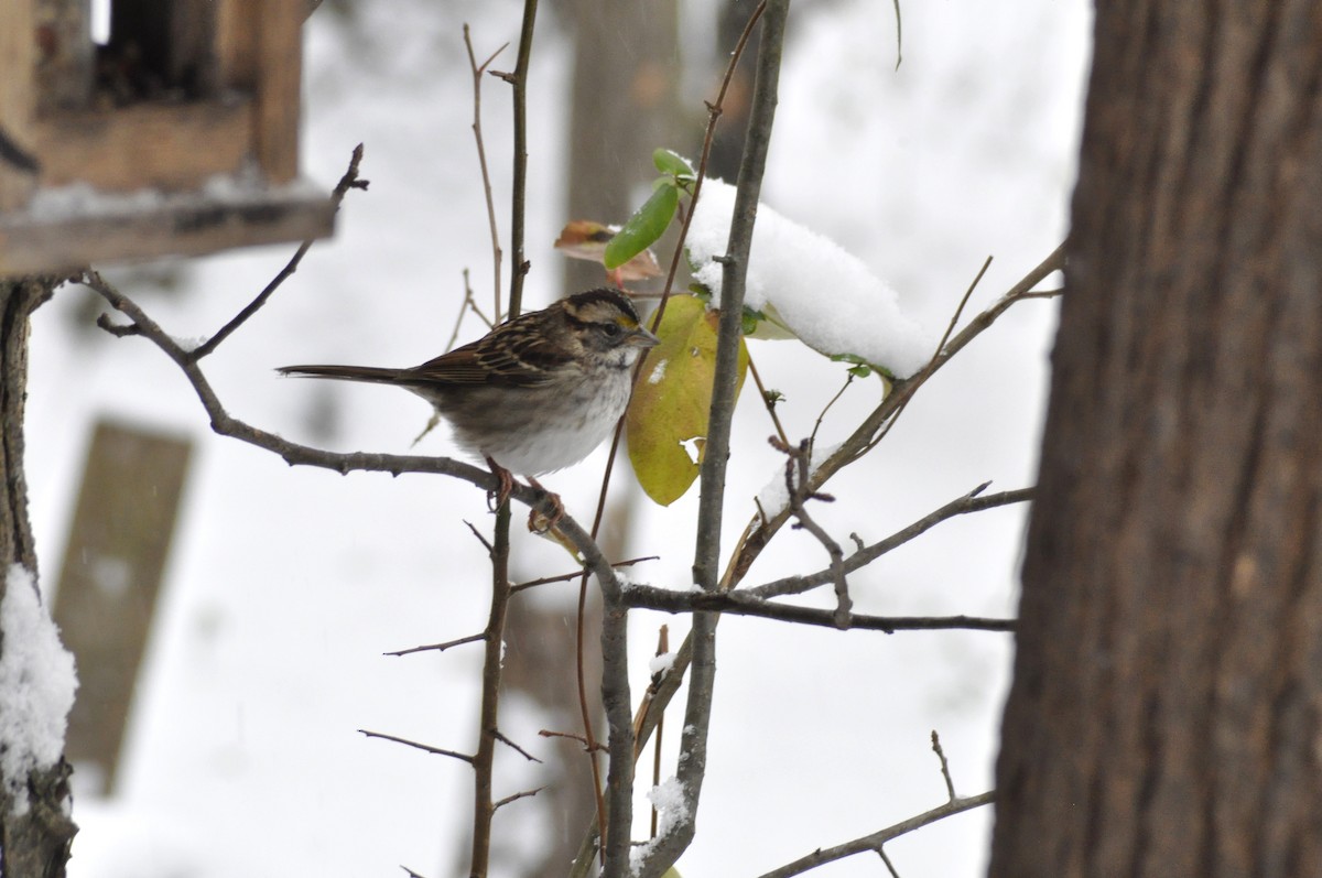 White-throated Sparrow - ML646408247