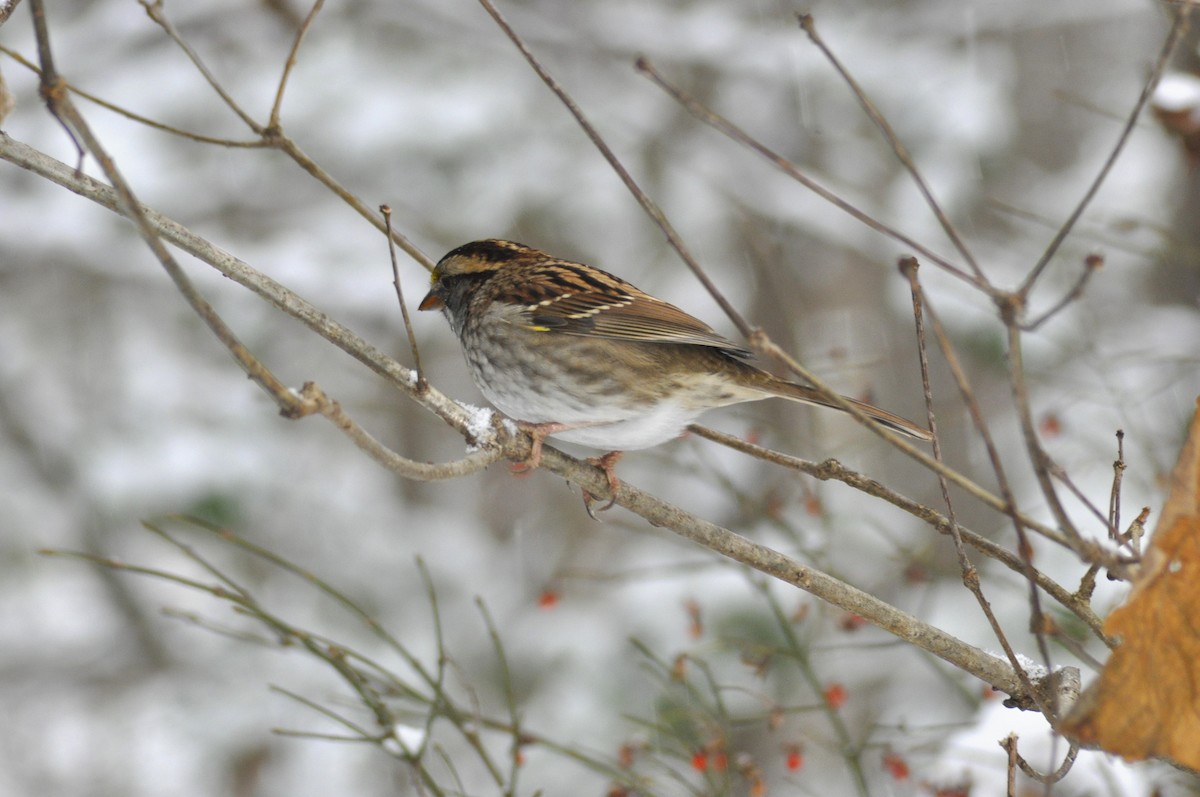 White-throated Sparrow - ML646408248