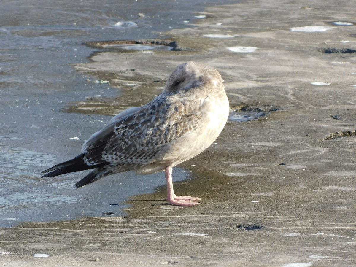 American Herring Gull - ML646408249