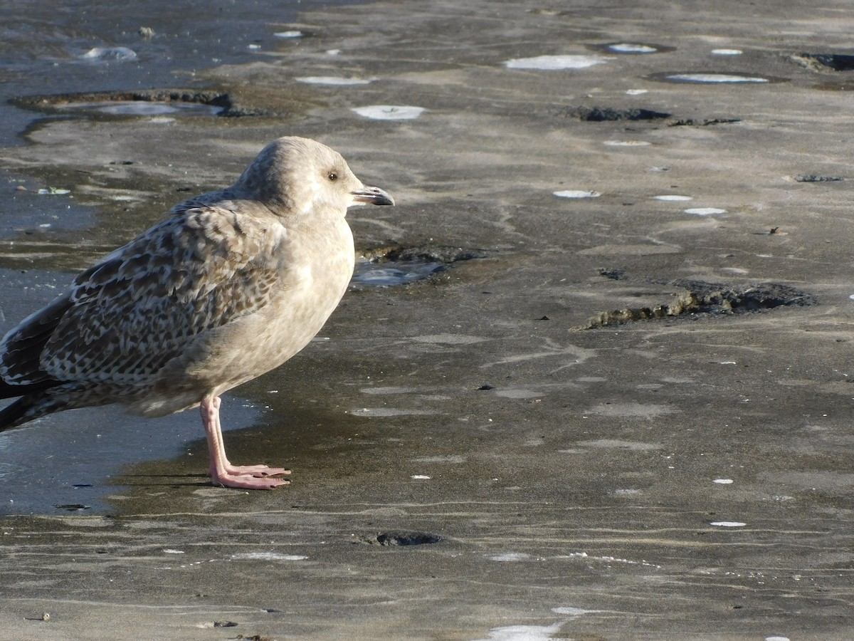 American Herring Gull - ML646408250