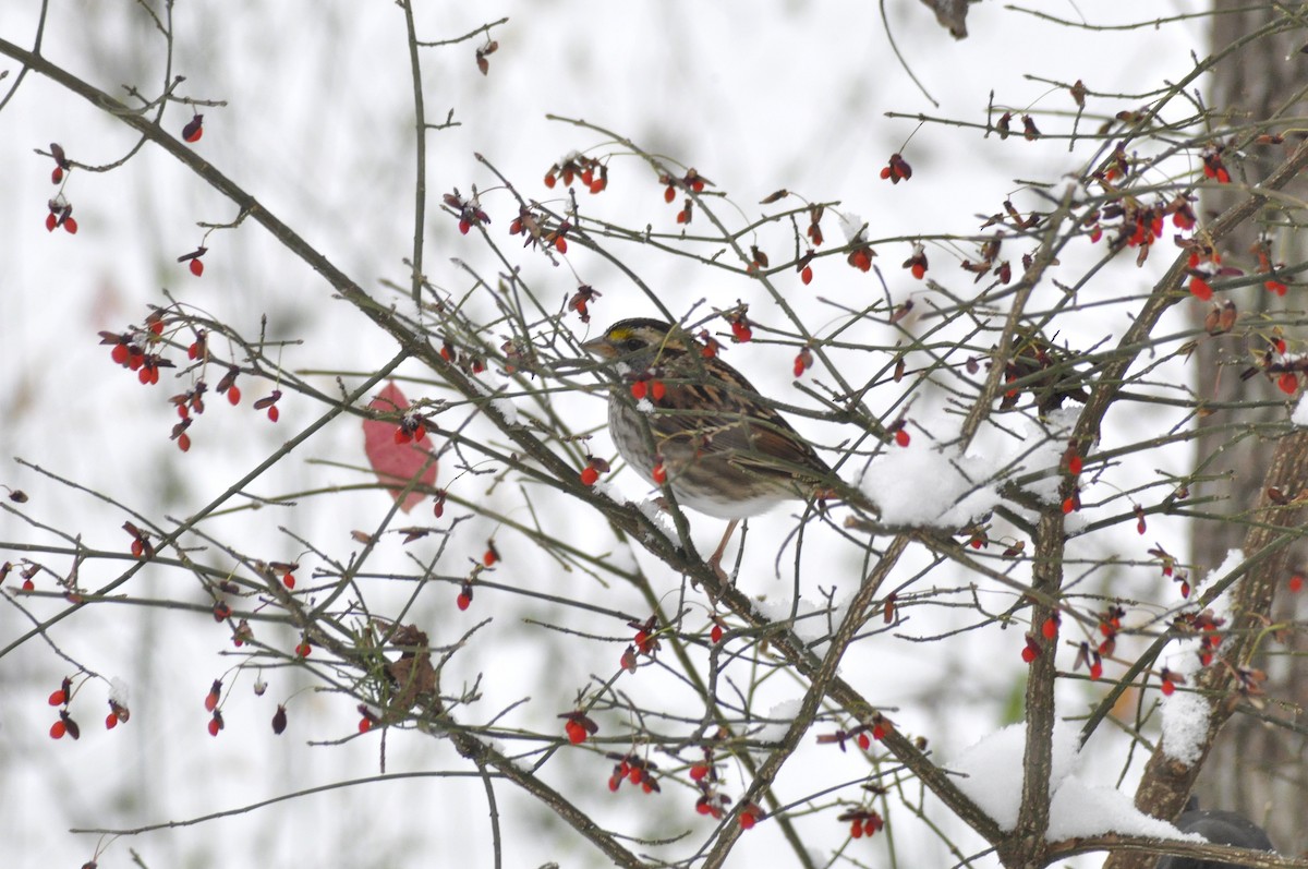 White-throated Sparrow - ML646408251
