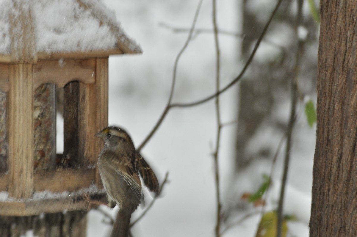 White-throated Sparrow - ML646408254
