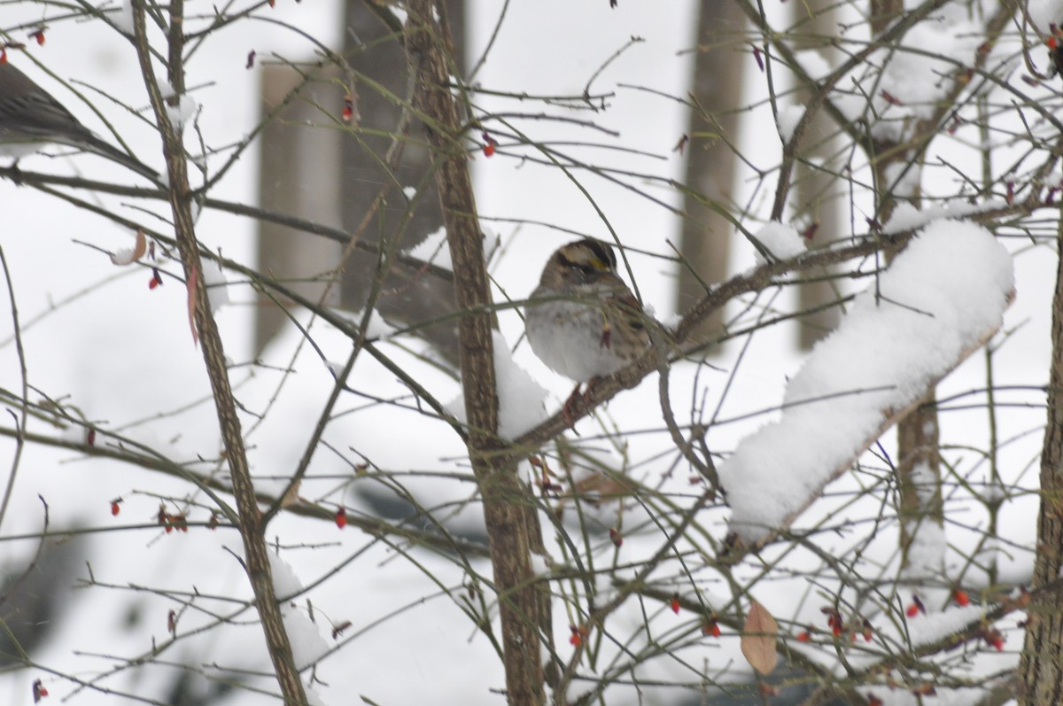 White-throated Sparrow - ML646408255