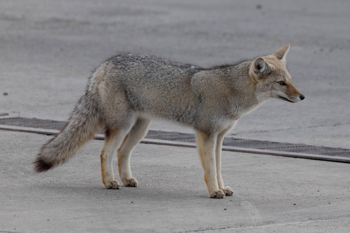 Patagonian Culpeo - ML646408256
