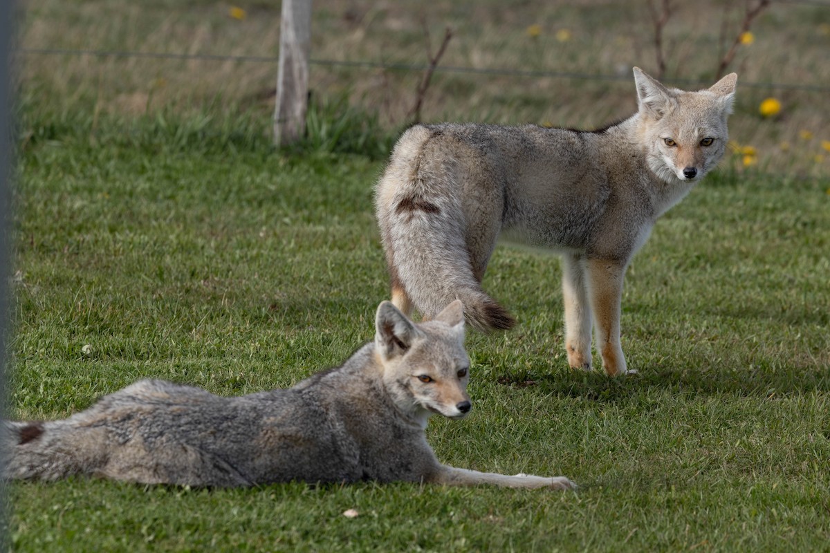 Patagonian Culpeo - ML646408257