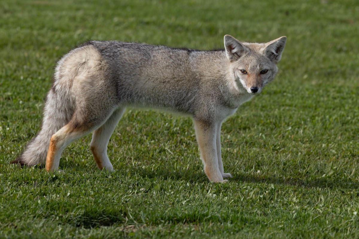 Patagonian Culpeo - ML646408258