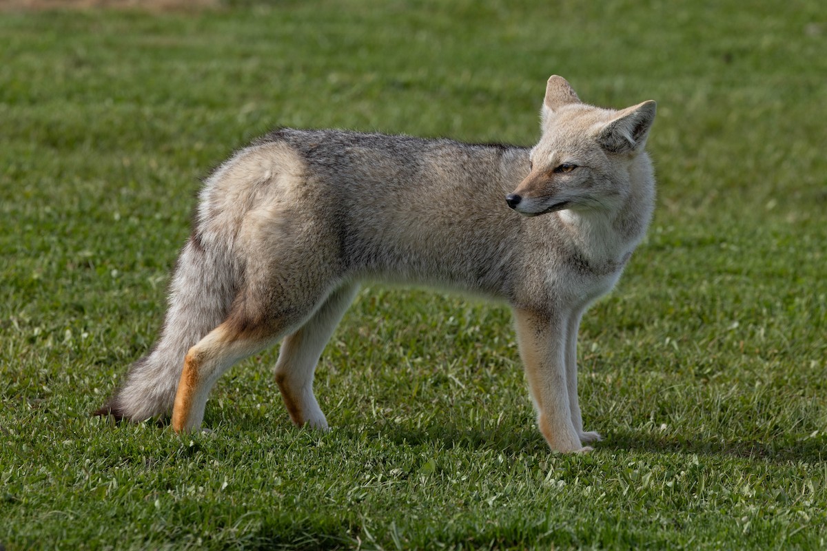 Patagonian Culpeo - ML646408259