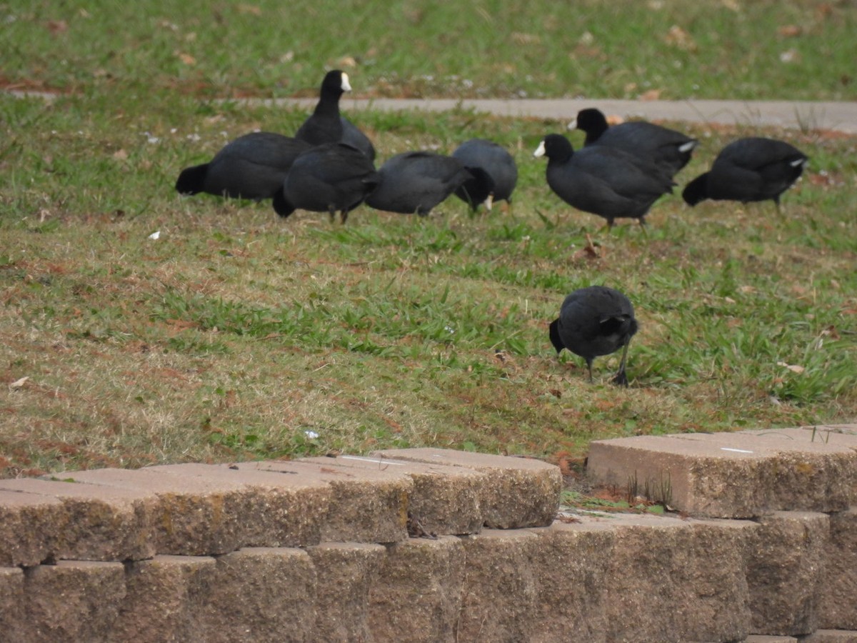 American Coot - ML646408260