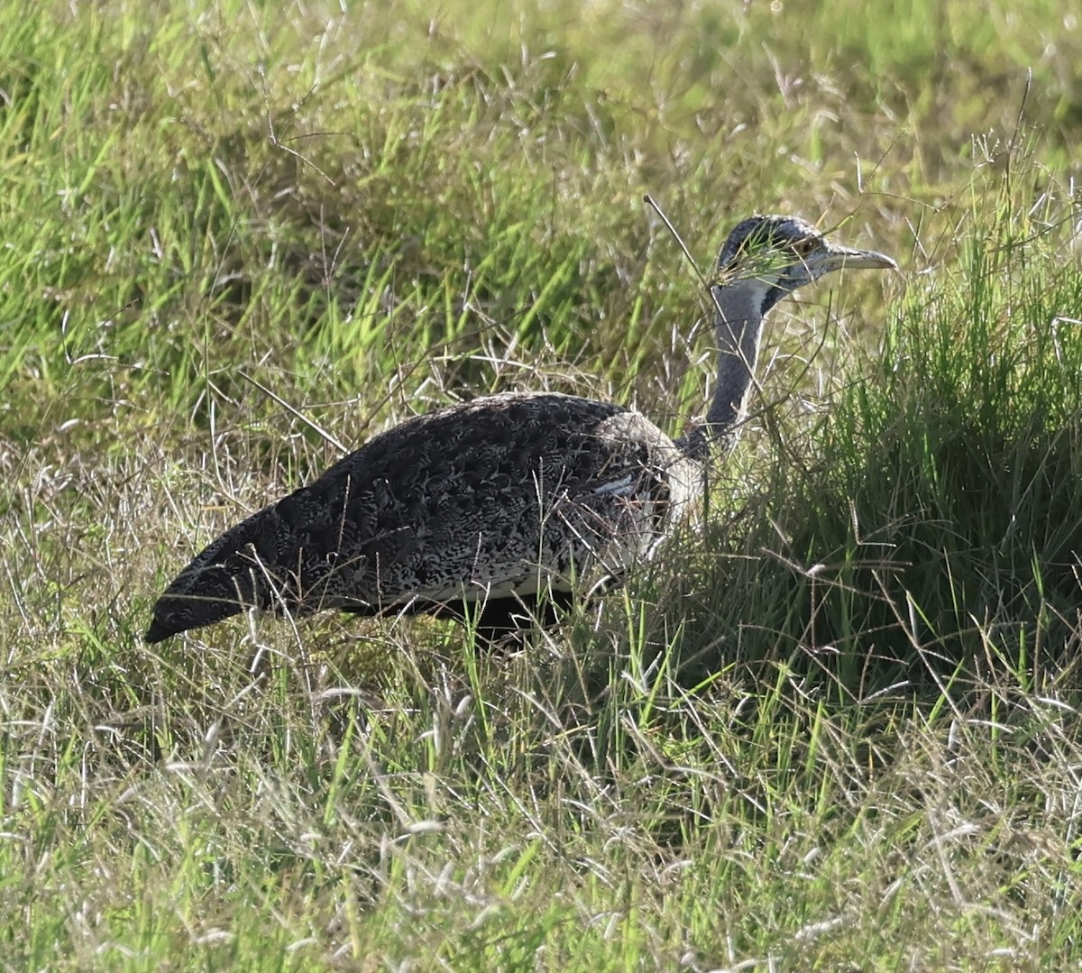 Hartlaub's Bustard - ML646408261